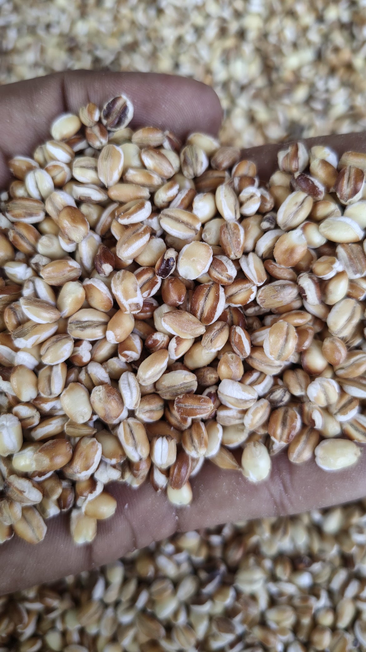 Organic Premium Roasted Barley Seeds | Jau Dhaani Best For Weight Gain 400gm