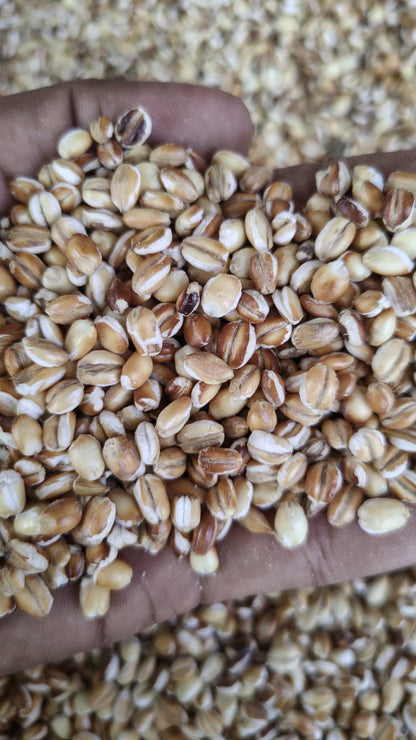 Organic Premium Roasted Barley Seeds | Jau Dhaani Best For Weight Gain 400gm